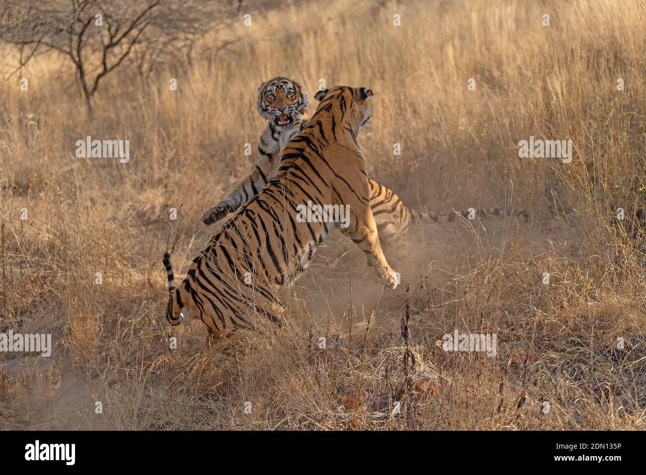 La madre tigress stava difendendo la sua terra - istruendo il suo cucciolo a trovarla propria. RANTHAMBORE NATIONAL PARK, INDIA: CAT FIGHT: Un fotografo ha captu Foto Stock