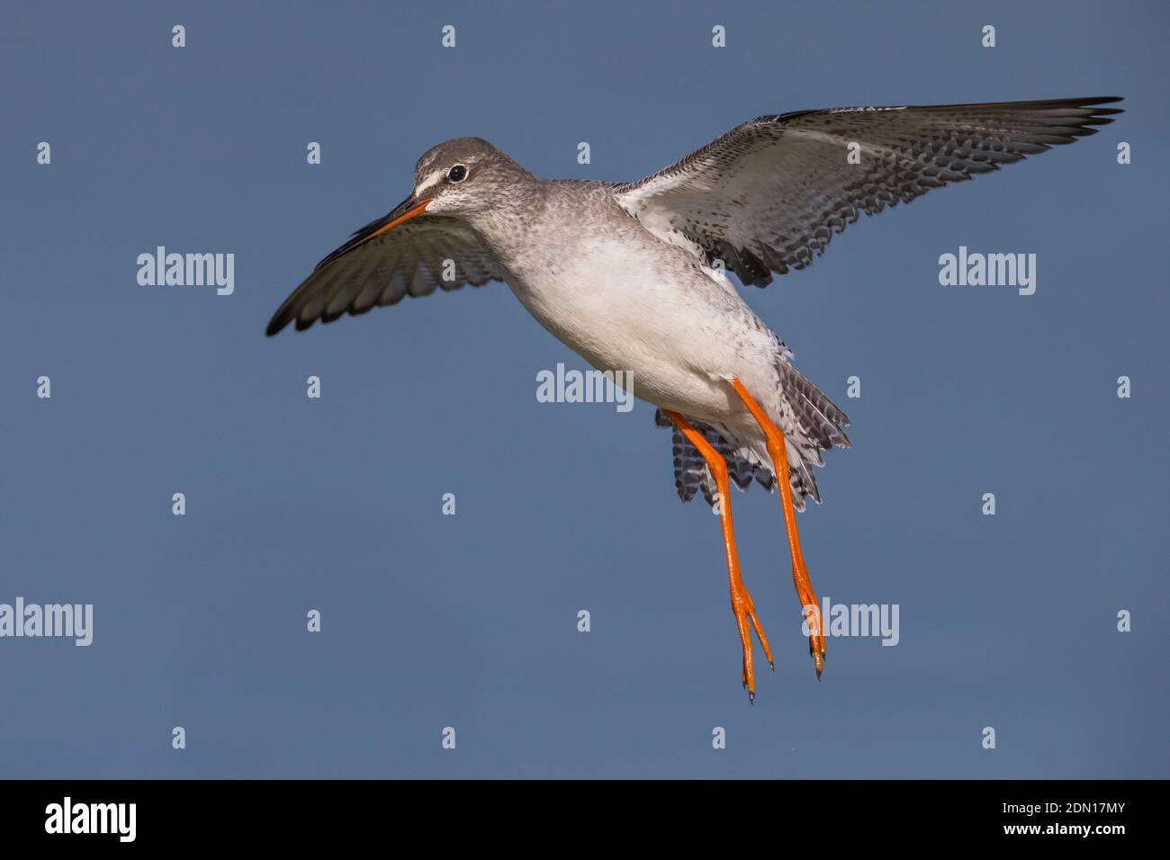 Vliegende ZWARTE RUITER; Spotted Redshank in volo Foto Stock