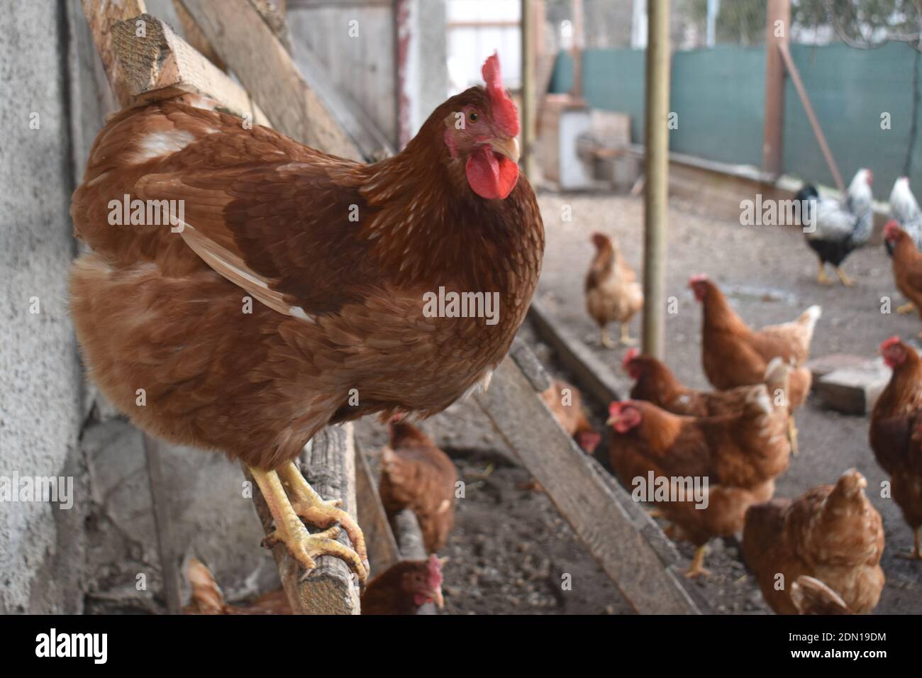 primo piano di pollo bruno biologico all'aperto, arroccato in una fattoria rurale Foto Stock