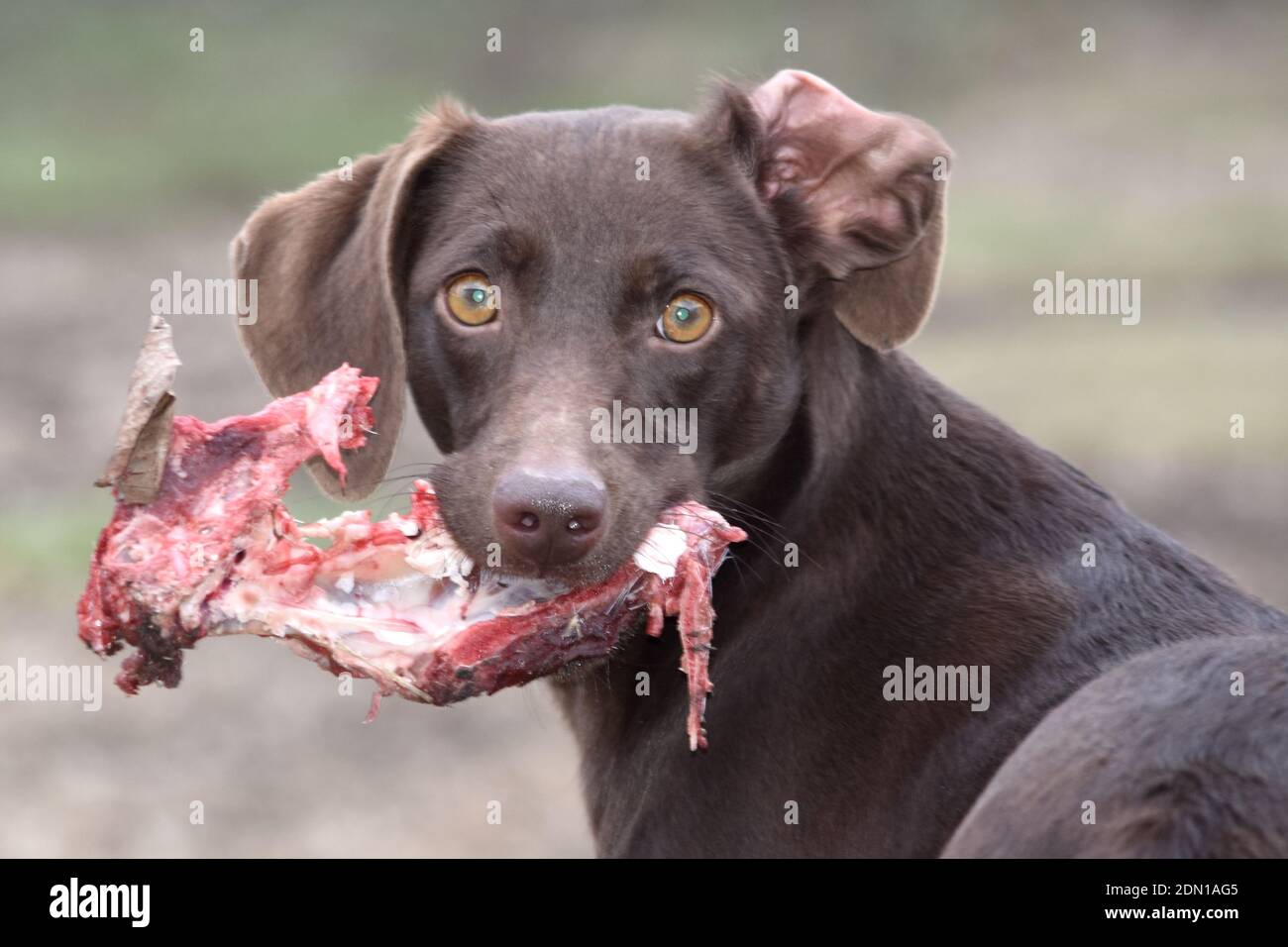 Cane che tiene un pezzo di carne cruda e di osso in bocca con uno sguardo intenso verso la macchina fotografica, in Slovacchia Foto Stock