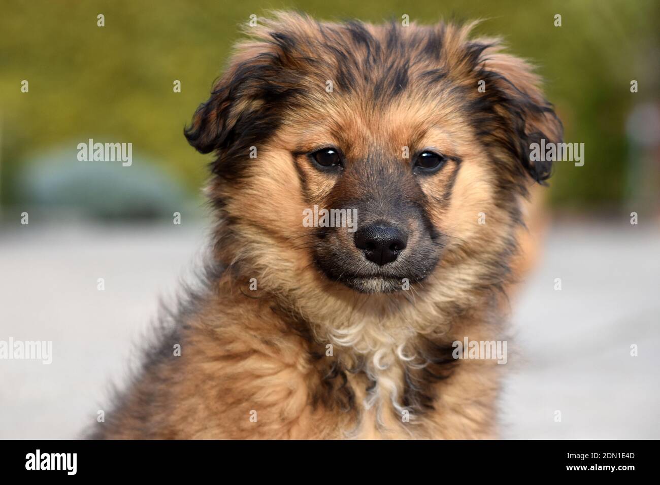Colpo alla testa di adorabile cucciolo marrone soffice seduto all'aperto in una giornata di sole Foto Stock