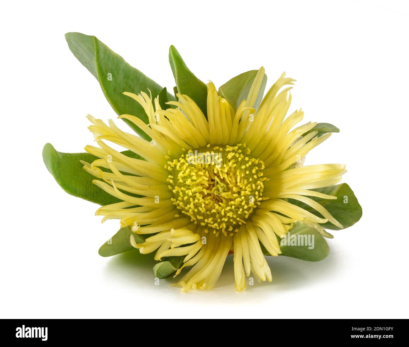 Hottentot fico isolato su sfondo bianco Foto Stock