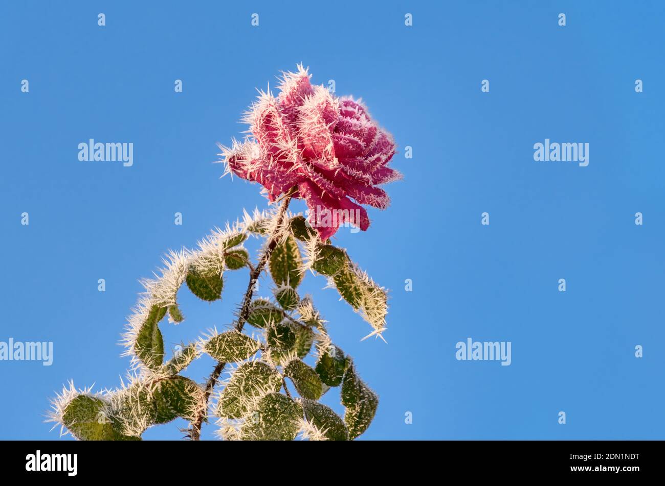 Fiore rosa di una rosa ricoperta di cristalli bianchi di gelo di fronte al cielo blu su un freddo e soleggiato giorno invernale Foto Stock