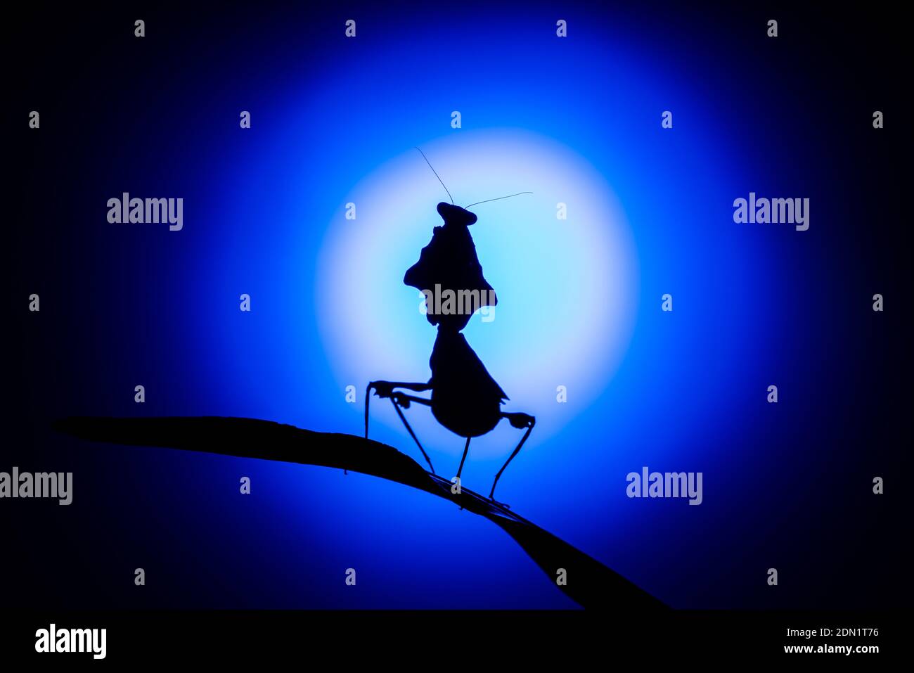 Una silhouette retroilluminata di un Mantis malese a foglia morta, che prega Mantis (Deroplatys Desiccata) su sfondo blu Foto Stock