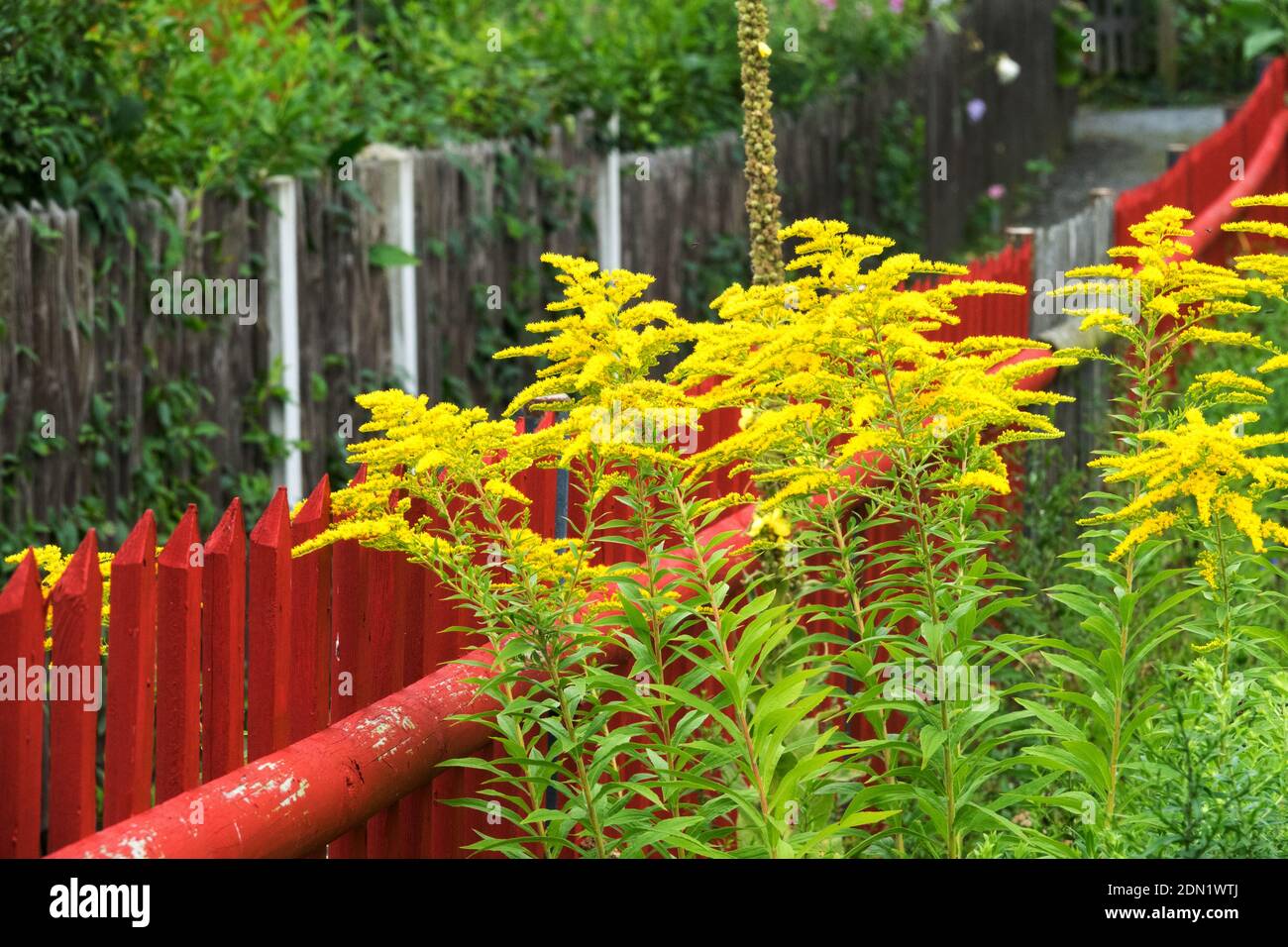 Solidago, comunemente chiamato goldenrods che crescono nel giardino dal recinto del giardino dipinto di rosso in legno Foto Stock