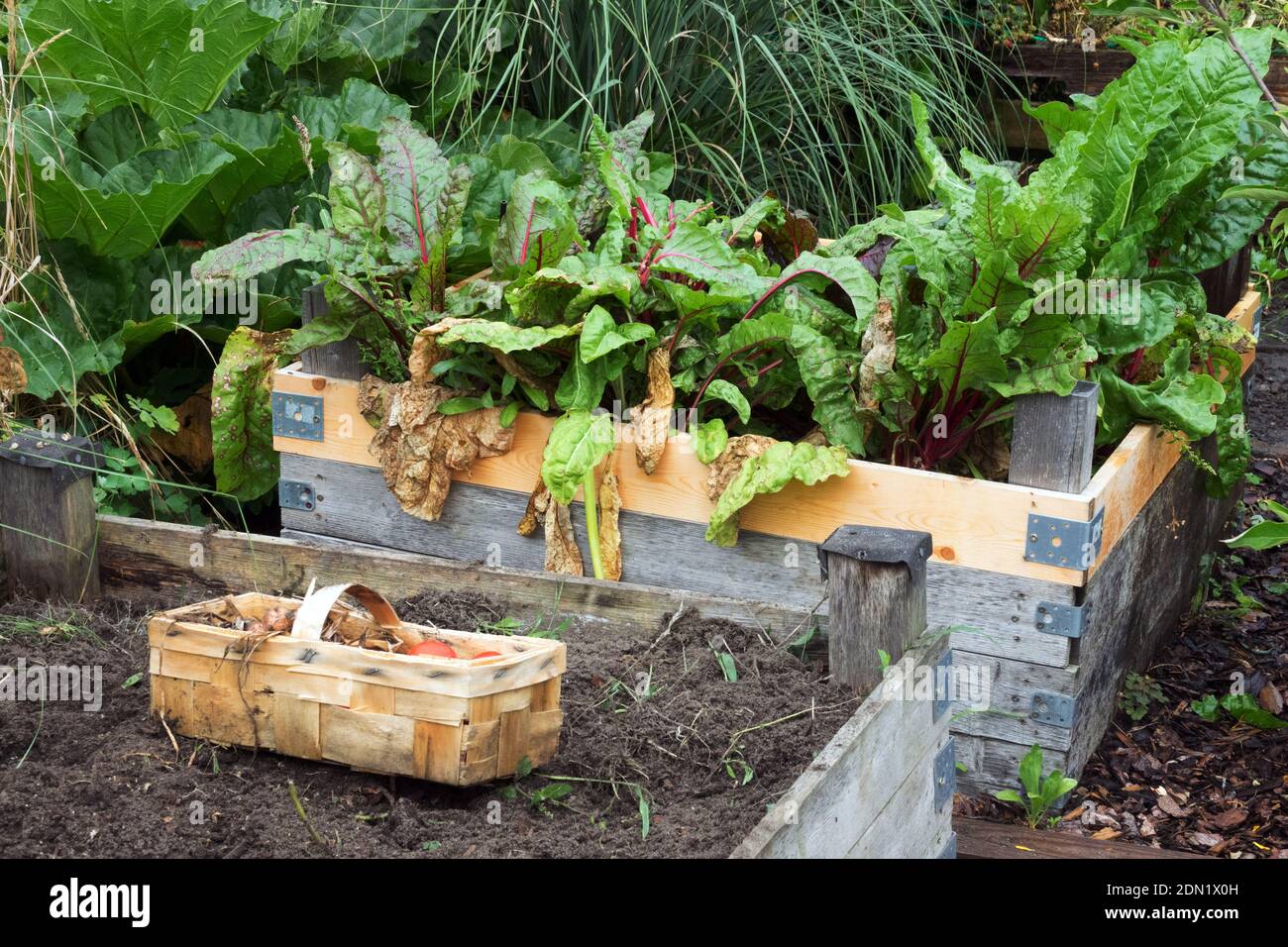 Frutteto svizzero che cresce in un letto rialzato nel giardino, un cesto sul raccolto Foto Stock