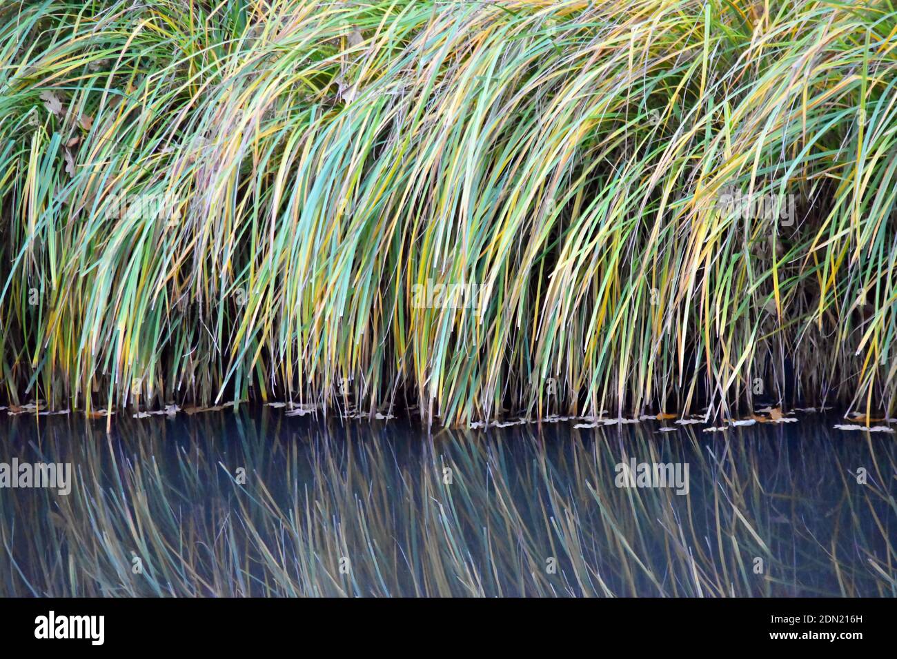 Riflesso dell'erba verde lussureggiante in acqua vicino al canale di Nievre, Francia Foto Stock