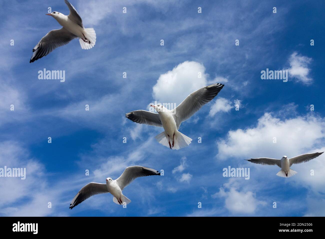 Gabbiani che volano su un cielo nuvoloso blu che vola su gabbiani Foto Stock