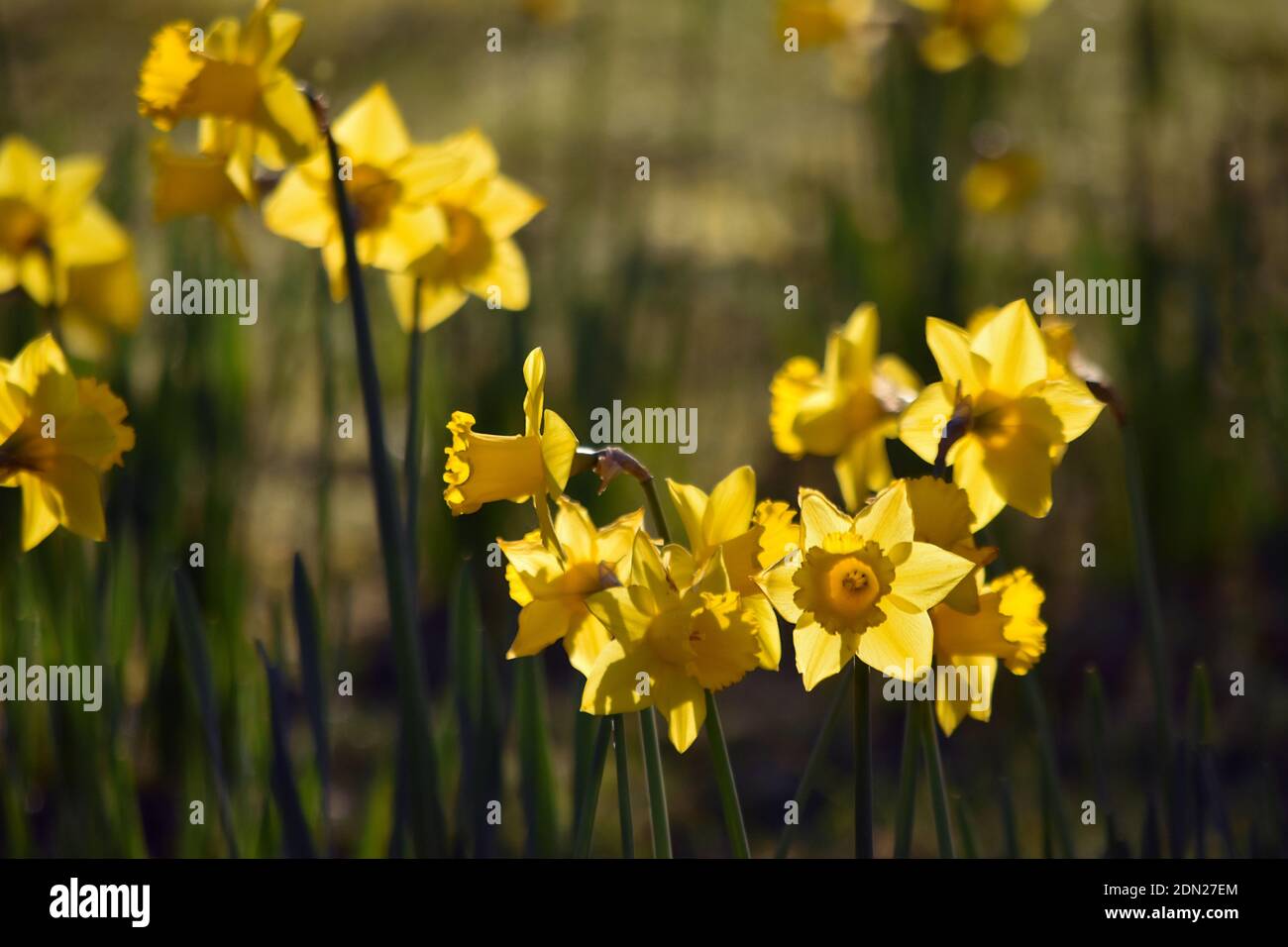 I fiori di narcisi gialli brillanti fioriscono in un giardino primaverile illuminato dal sole Foto Stock
