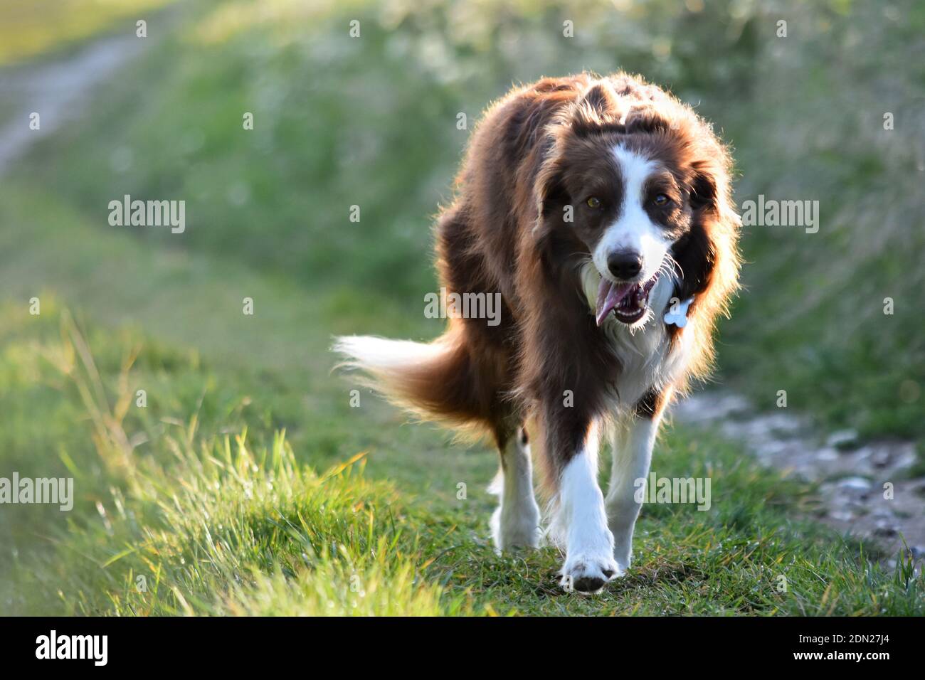 Cane collie con bordo marrone e bianco con la lingua fuori che cammina lungo un sentiero illuminato dal sole verso la fotocamera Foto Stock