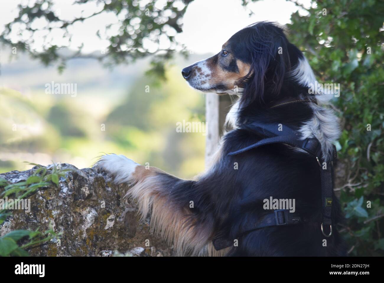 Inglese cane Pastore in piedi contro un muro Foto Stock