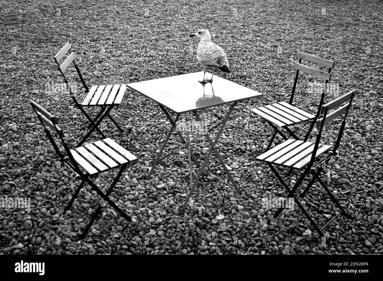 Disposizione dei posti a sedere con quattro sedie vuote attorno a un tavolo con un gabbiano sulla spiaggia di ciottoli dopo la pioggia in bianco e nero, Brighton, Sussex, Inghilterra Foto Stock