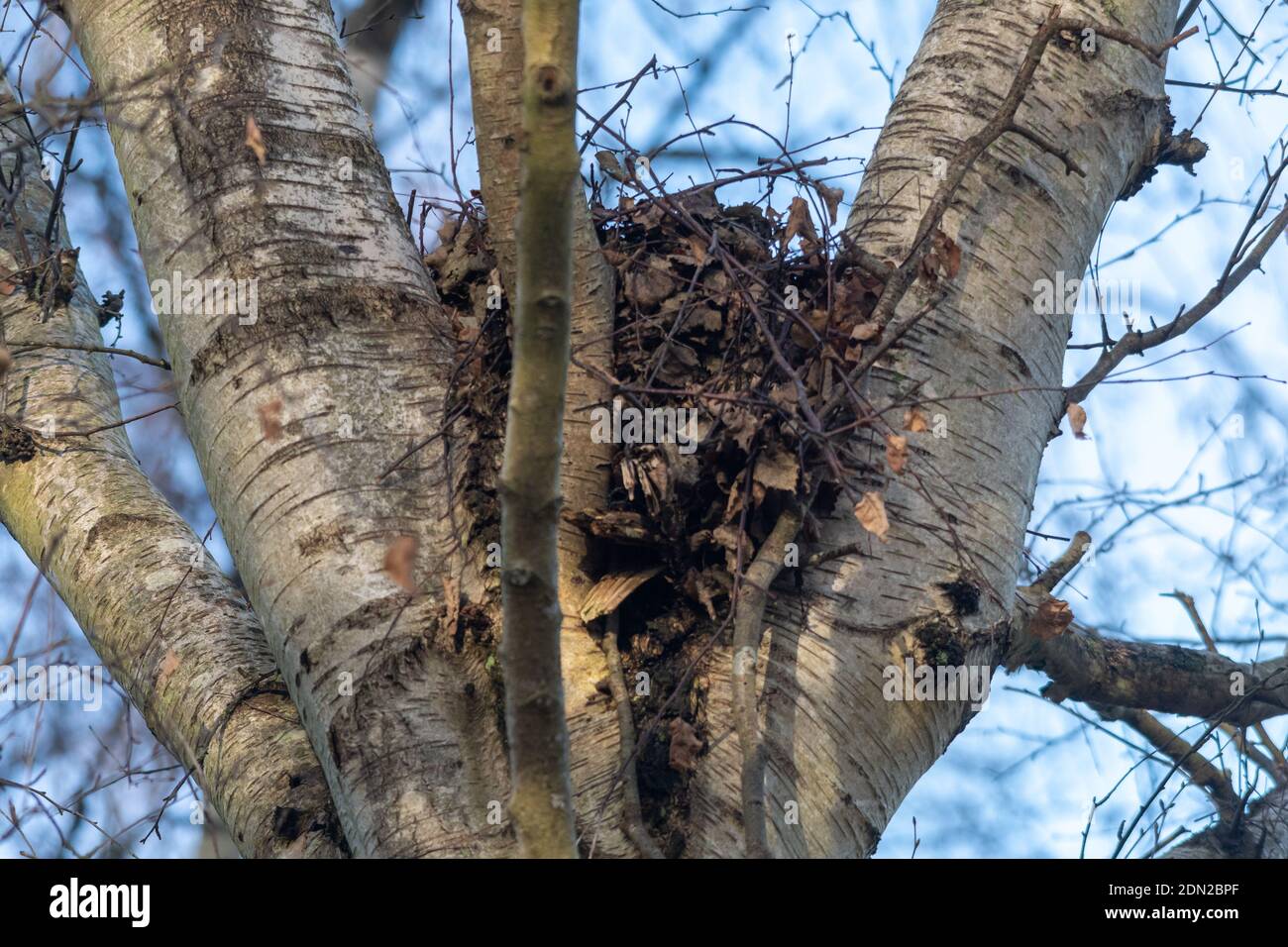 Sogno di scoiattolo grigio (Sciurus carolinensis) nella forchetta di un albero di betulla d'argento, Regno Unito Foto Stock