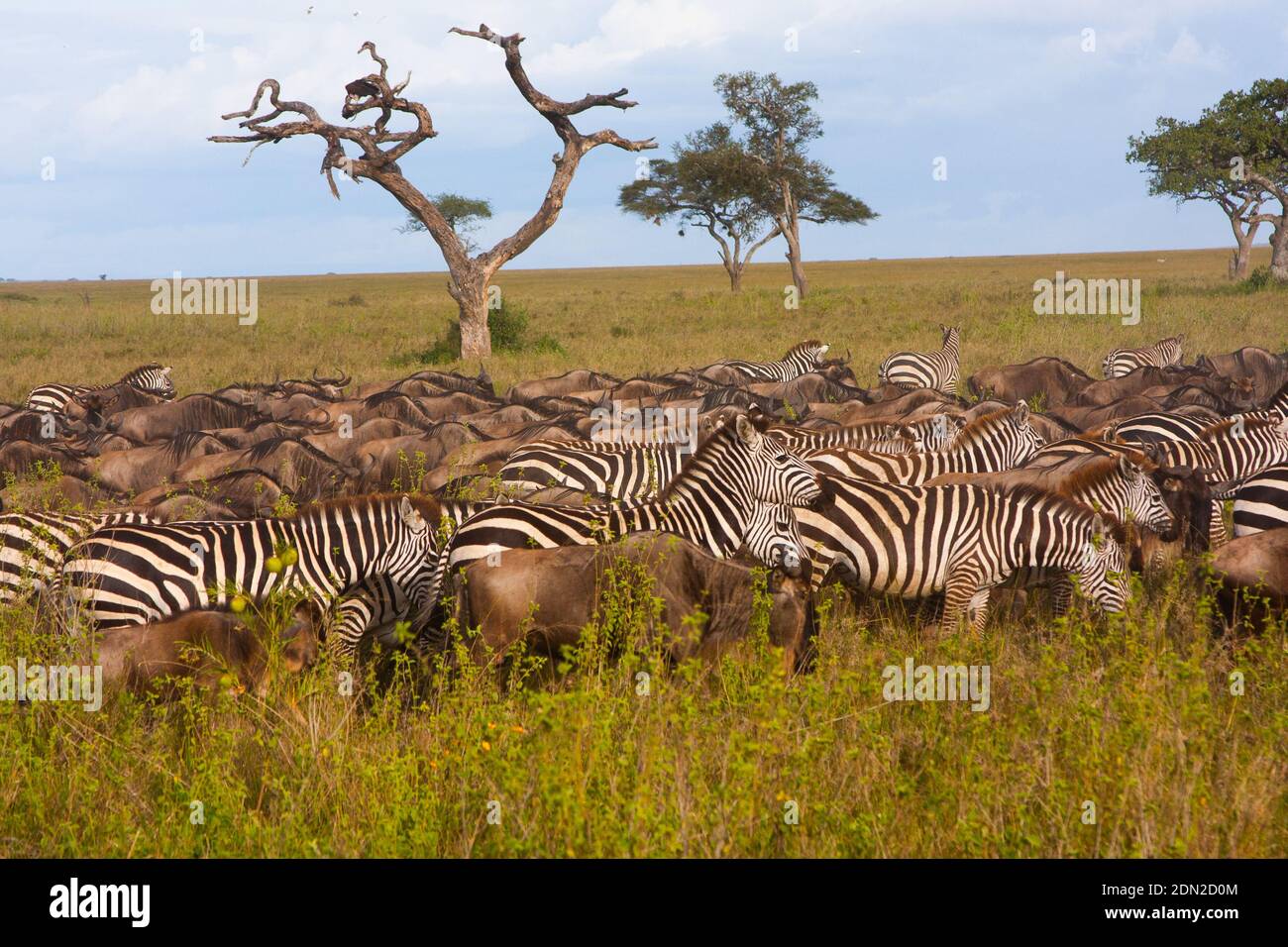 Zebra delle pianure - zebra di Burchell (Equus quagga) e wildebeest comune (Connochaetes taurinus) nel Serengeti Foto Stock