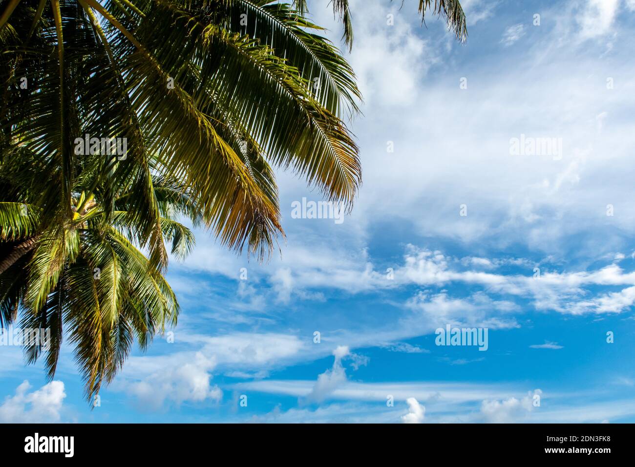 Verde foglie di palma vivide contro sfondo blu del cielo con nuvole bianche, paesaggio tropicale, spazio di copia. Foto Stock