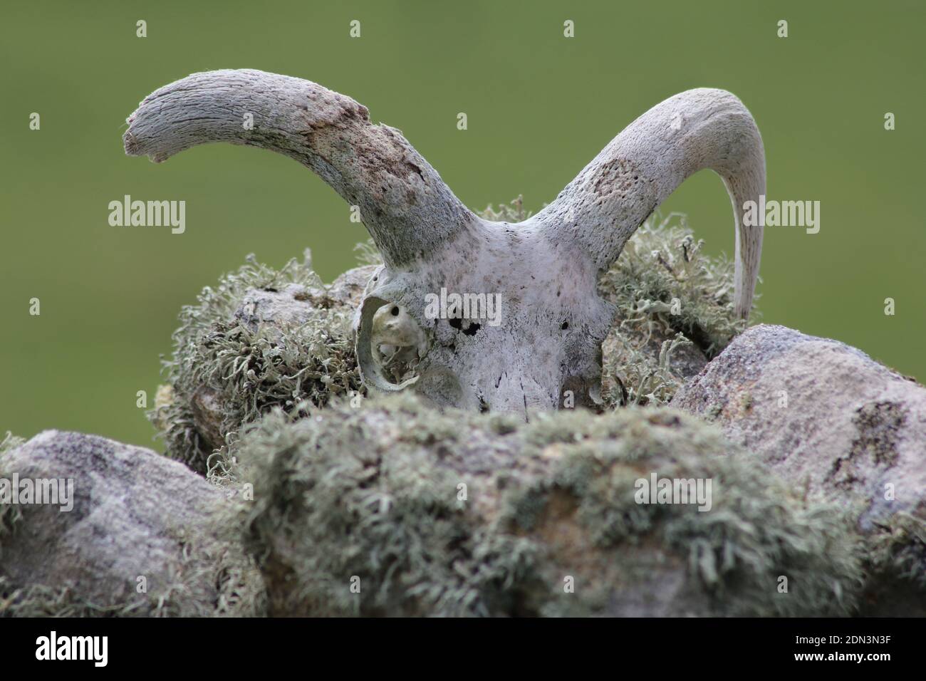 Il cranio di una pecora di Soay su Hirta, St. Kilda, Scozia. Foto Stock