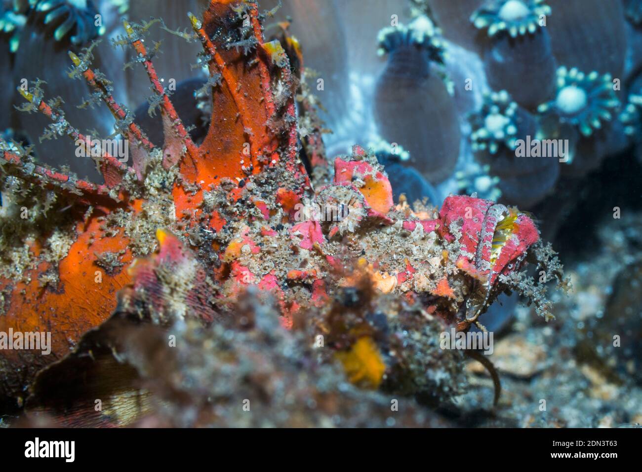 Devilfish o Stinger [Inimicus didactylus] con l'ultimo bit della coda della sua preda mostra. Lembeh Strait, Sulawesi del Nord, Indonesia. Foto Stock