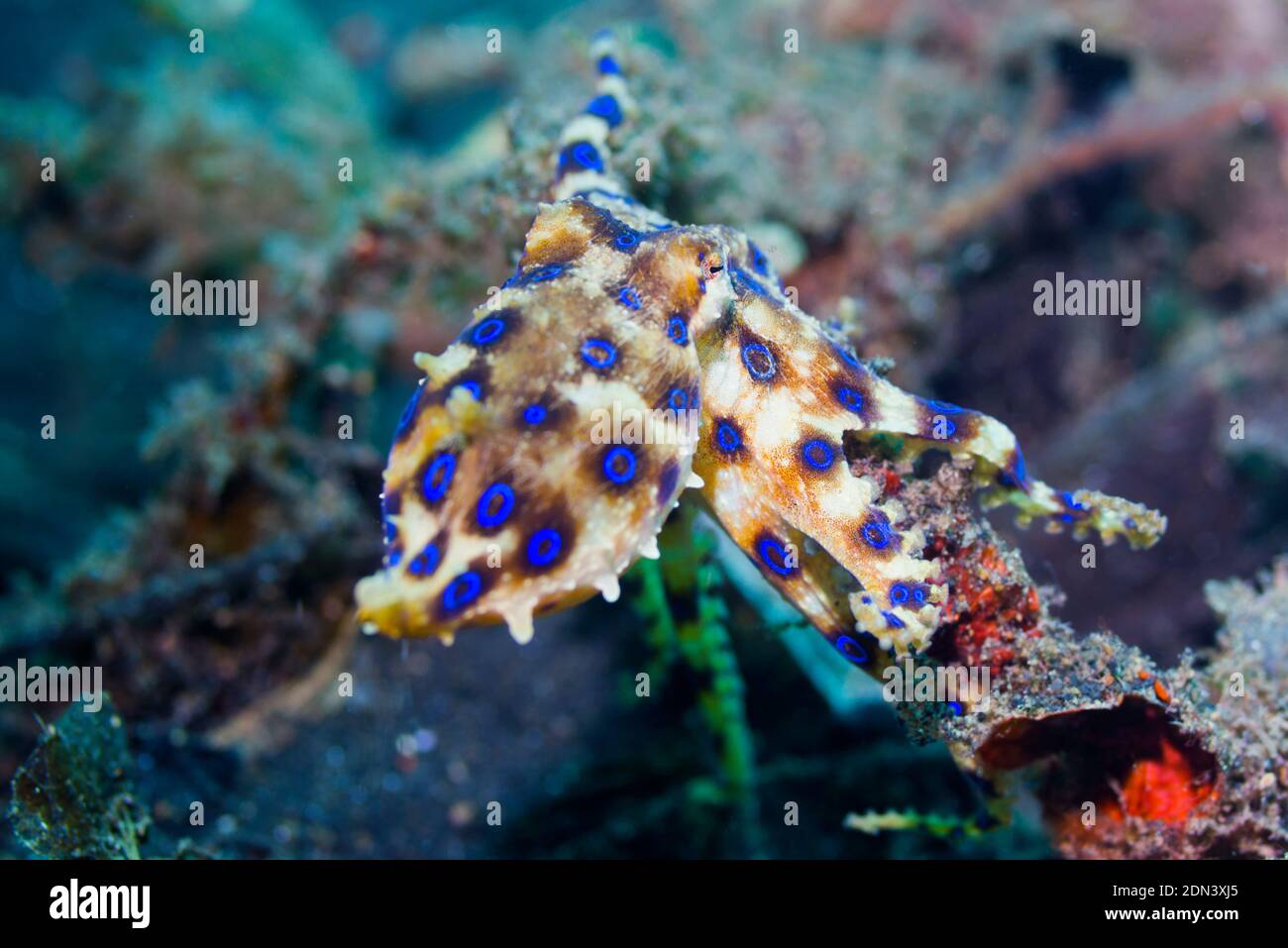 Blu-inanellati octopus [Hapalochlaena sp]. Lembeh strait, Nord Sulawesi, Indonesia. Foto Stock