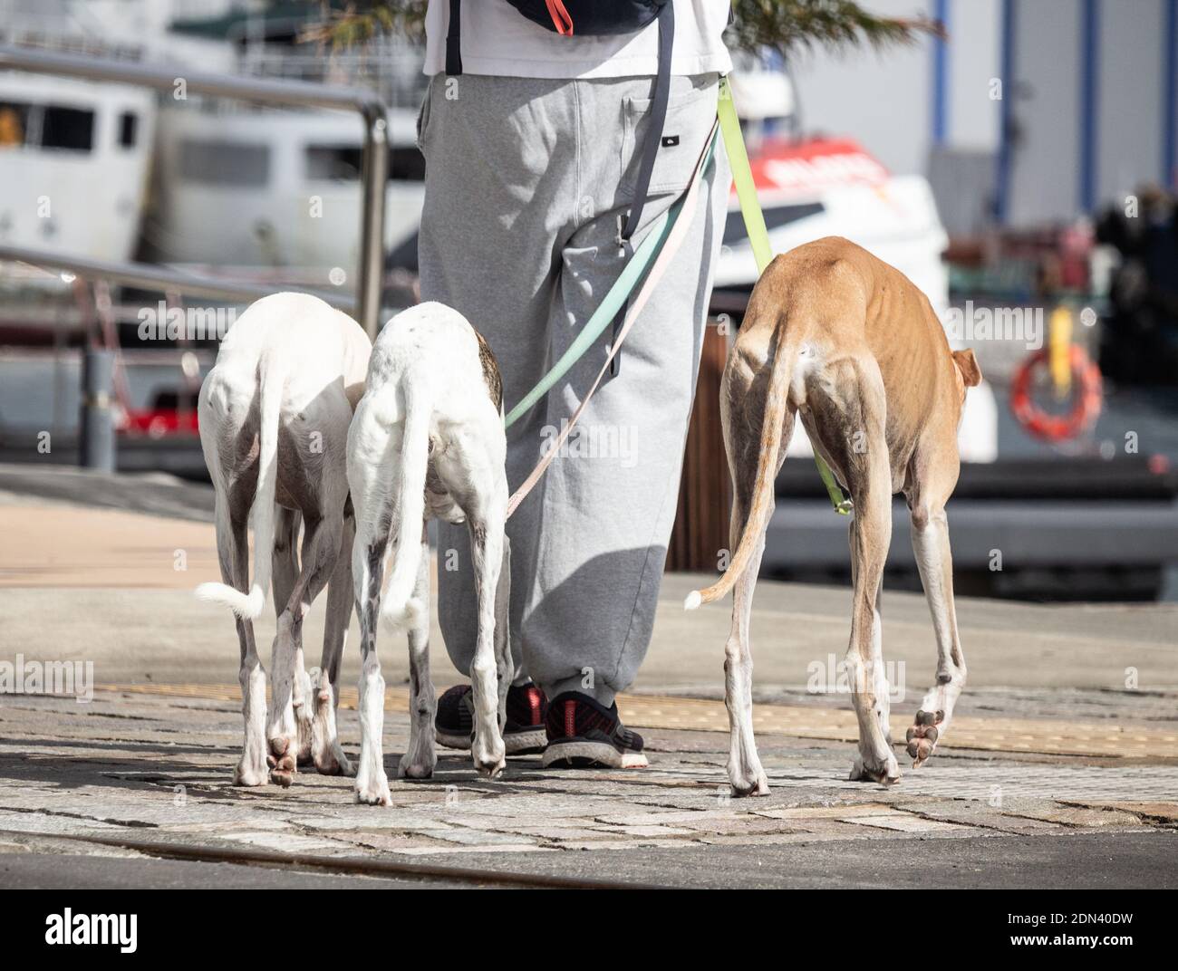 Uomo che cammina tre cani Greyhound. Foto Stock