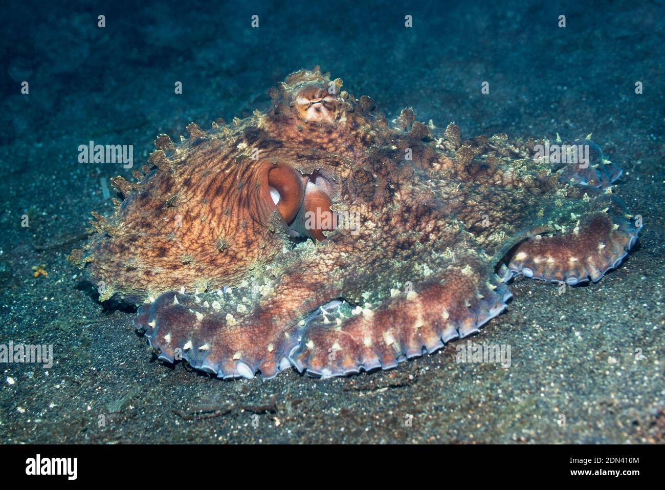 Giorno Octopus [Octopus cyanea]. Lembeh strait, Nord Sulawesi, Indonesia. Foto Stock