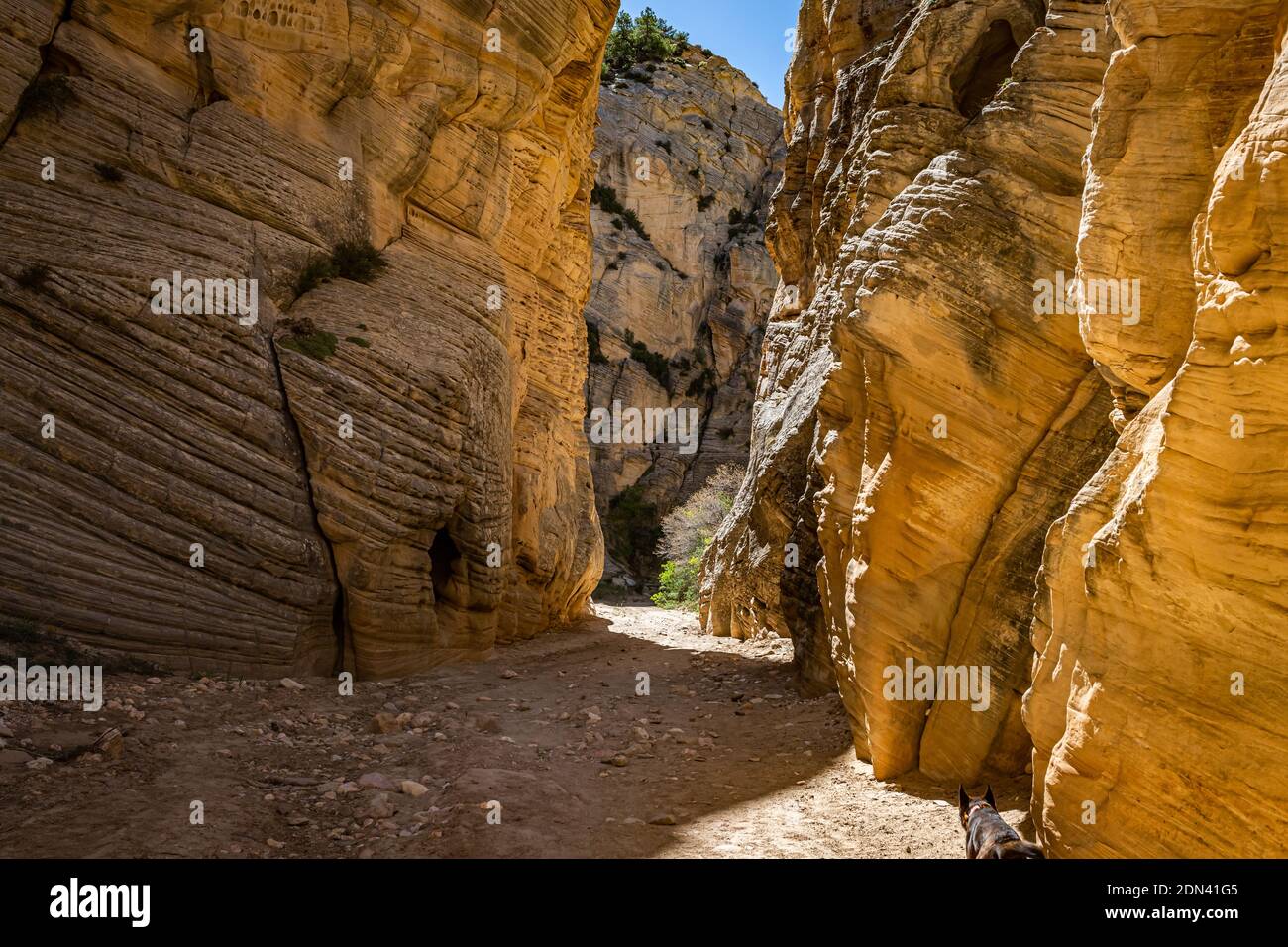 Lick Wash è un canyon di slot le cui pareti di roccia sono Formato da erosione dell'acqua da inondazioni flash a Grand Staircase-Escalante Monumento nazionale a Kane Conte Foto Stock