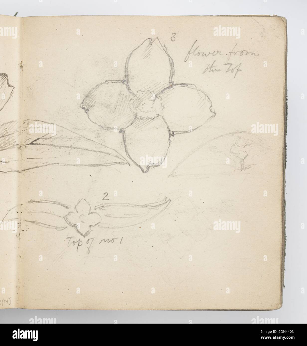 Sketchbook pagina: Syringa, Kenyon Cox, americano, 1856–1919, grafite su carta, due bozzetti di fiore dall'alto, con foglie. Flower è probabilmente un tipo di lilla, e appare con quattro petali arrotondati., USA, 1874, album (rilegati) e libri, portafoglio Sketchbook, portafoglio Sketchbook Foto Stock