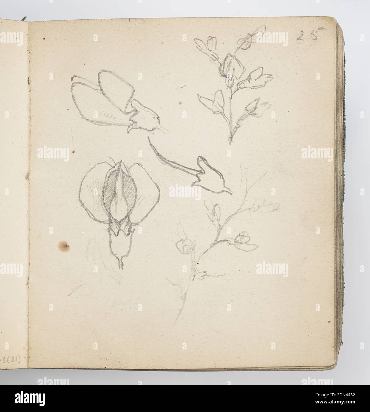 Sketchbook pagina: Sketchbook Flowers, Kenyon Cox, americano, 1856–1919, grafite su carta, bozzetti di fiori, dall'alto, nel profilo e sullo stelo., USA, 1874, album (rilegati) e libri, Sketchbook folio, Sketchbook folio Foto Stock