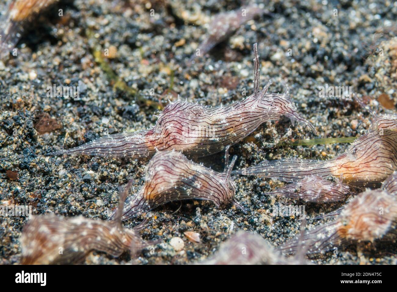 Sea Hare Aplysia [SP]. Un insolitamente grande congregazione. , Lembeh strait, Nord Sulawesi, Indonesia. Foto Stock