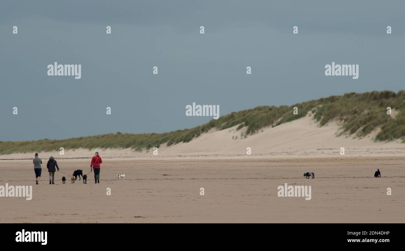 Tre persone che camminano sette cani lungo la spiaggia in Northumberland Foto Stock
