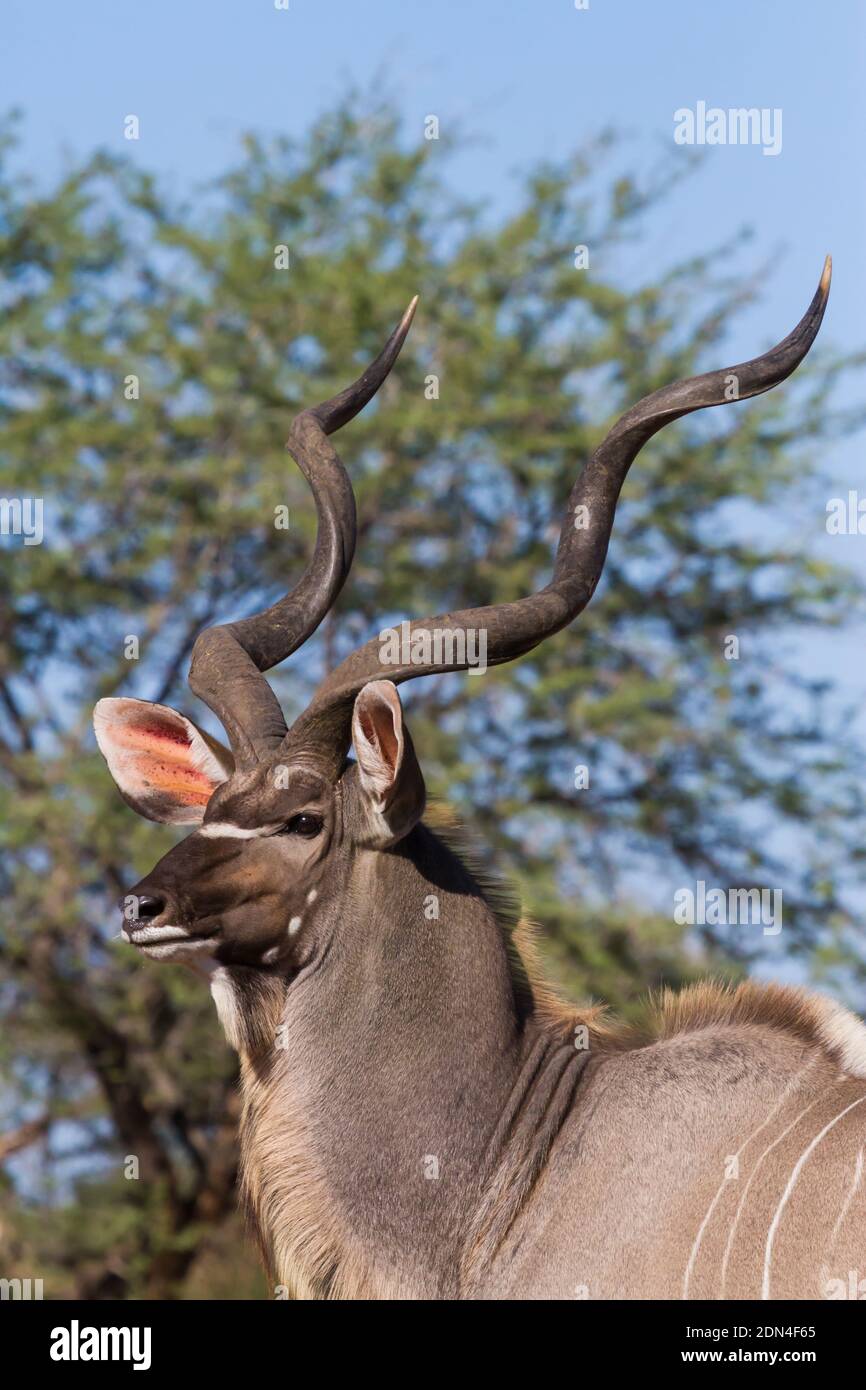 Male Greater Kudu (Tragelaphus strepsiceros) ritratto di testa con corna magnificenti che guardano bello nel Parco Nazionale Kruger, Sud Africa con sfocato Foto Stock