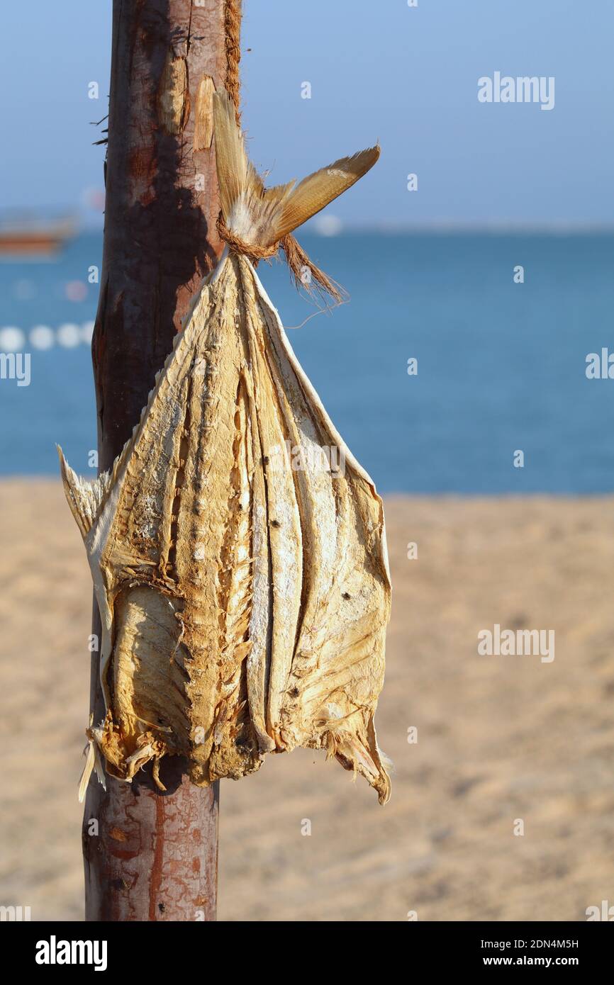 Un pesce secco. L'essiccazione è stato uno dei metodi migliori per conservare gli alimenti nei tempi antichi. Foto Stock