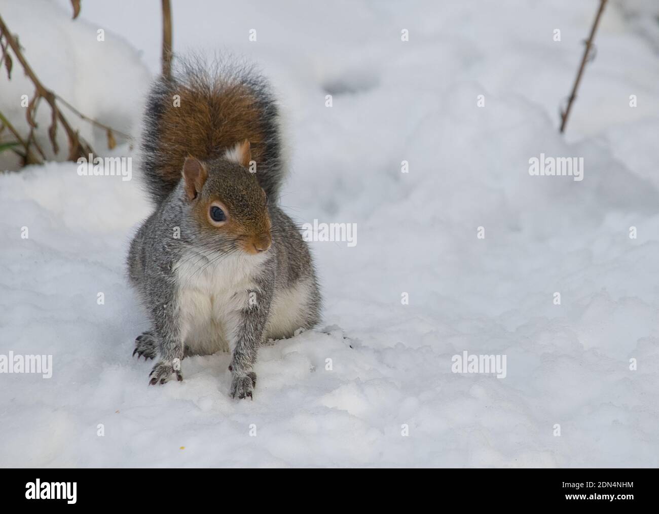 Primo piano di scoiattolo grigio attento e attento su tutte le farine in croccante, spessa neve fresca caduta Foto Stock