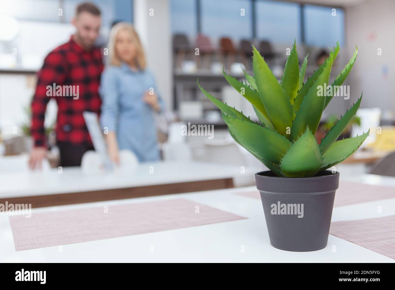 Fuoco selettivo su aloe in un piatto, giovane coppia che acquista per i mobili sullo sfondo. Clienti che scelgono i mobili da acquistare Foto Stock