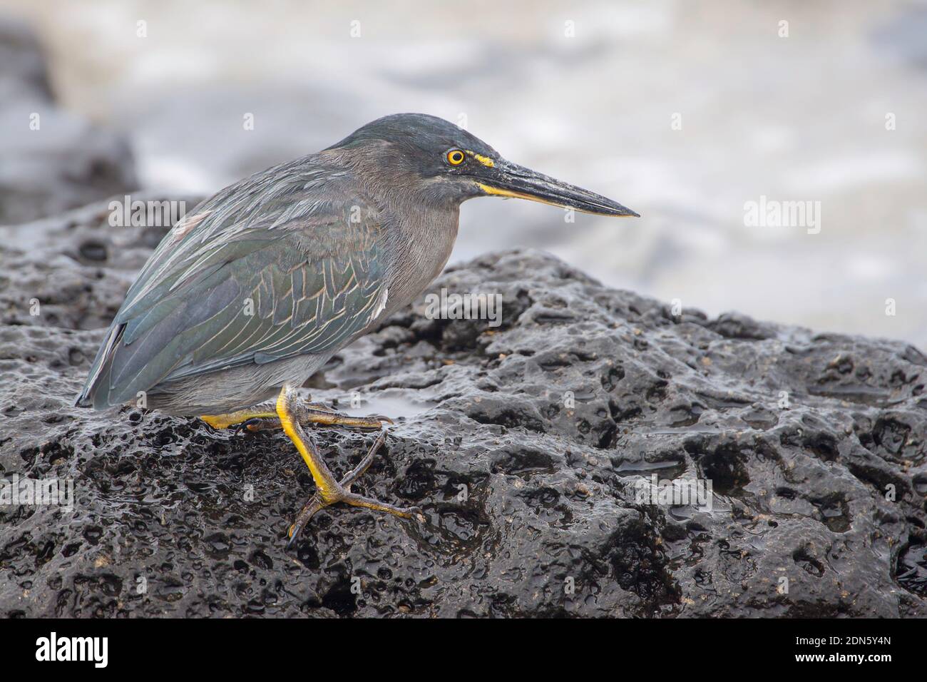 L'airone lavico di galapagos, Butorides sundevalli, è ritenuto essere una sottospecie o un morfo di colore dell'airone striato, B. striata, ed è endemico al Foto Stock