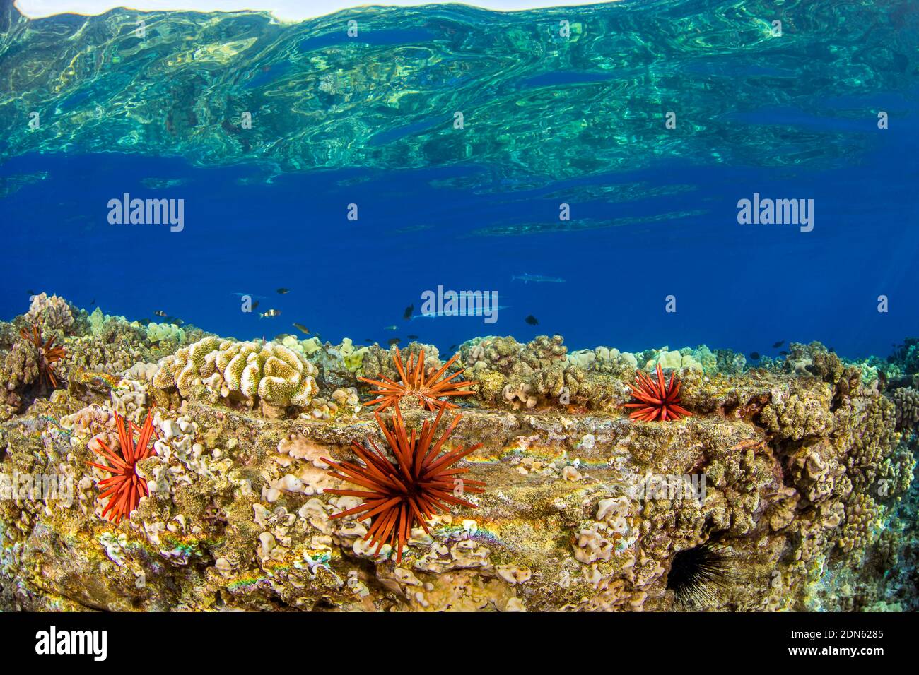 Coccodrillo, coccodrillo di Tylosurus, pattuglia questa barriera corallina poco profonda con ricci di mare a matita di ardesia, Hawaii. Foto Stock