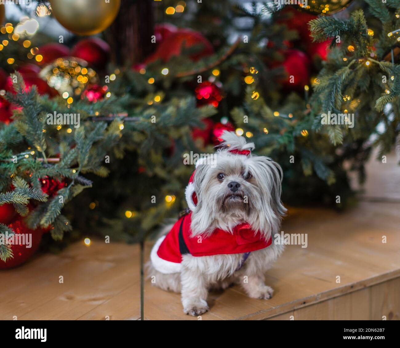 Ritratto di un simpatico cane vestito con un vestito di natale santa. Foto Stock