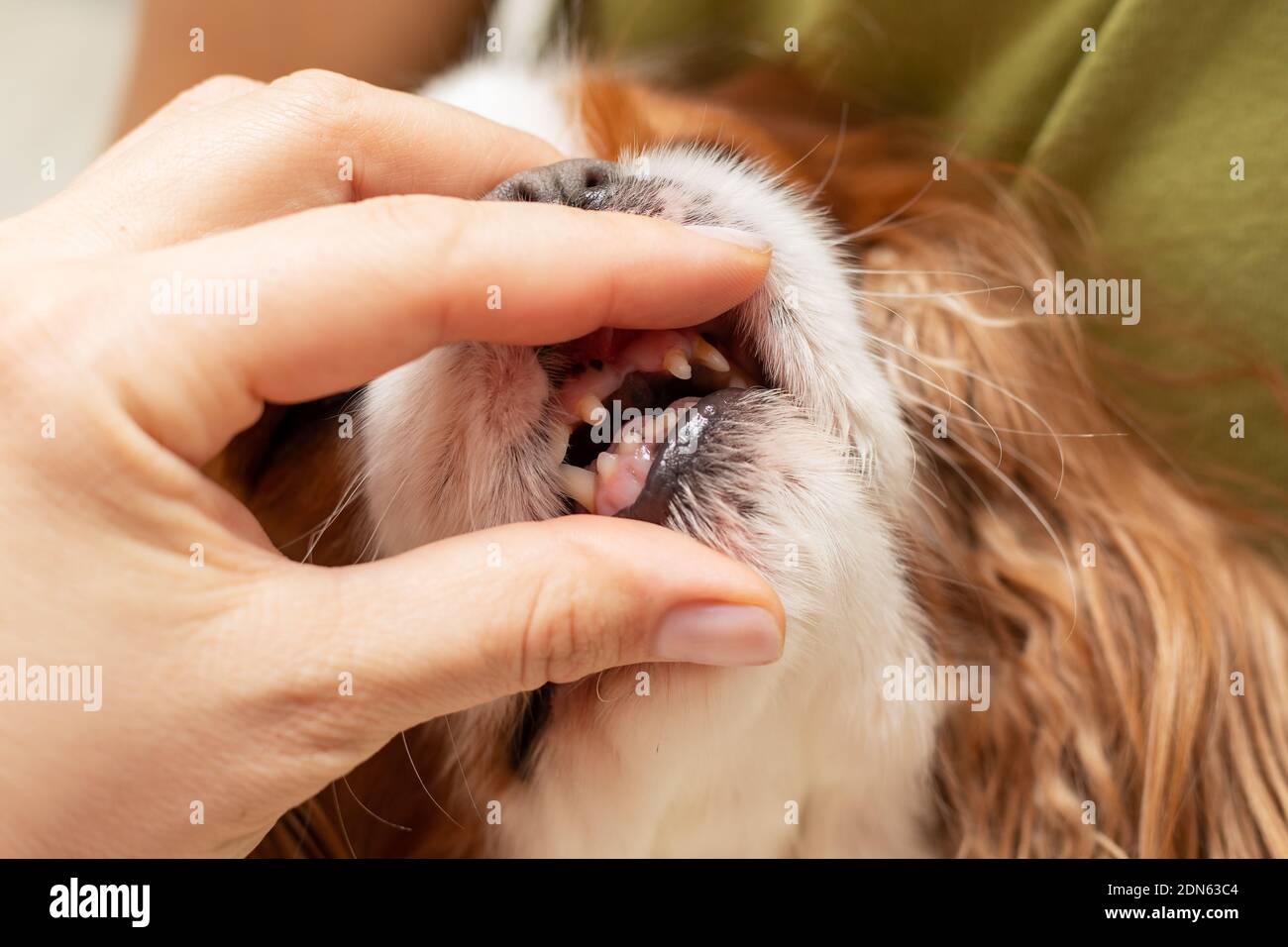 Le mani di un medico veterinario presso un ospedale animale sta controllando la bocca del cane senza denti, una mamma giovane è malata e ha perso i denti anteriori Foto Stock