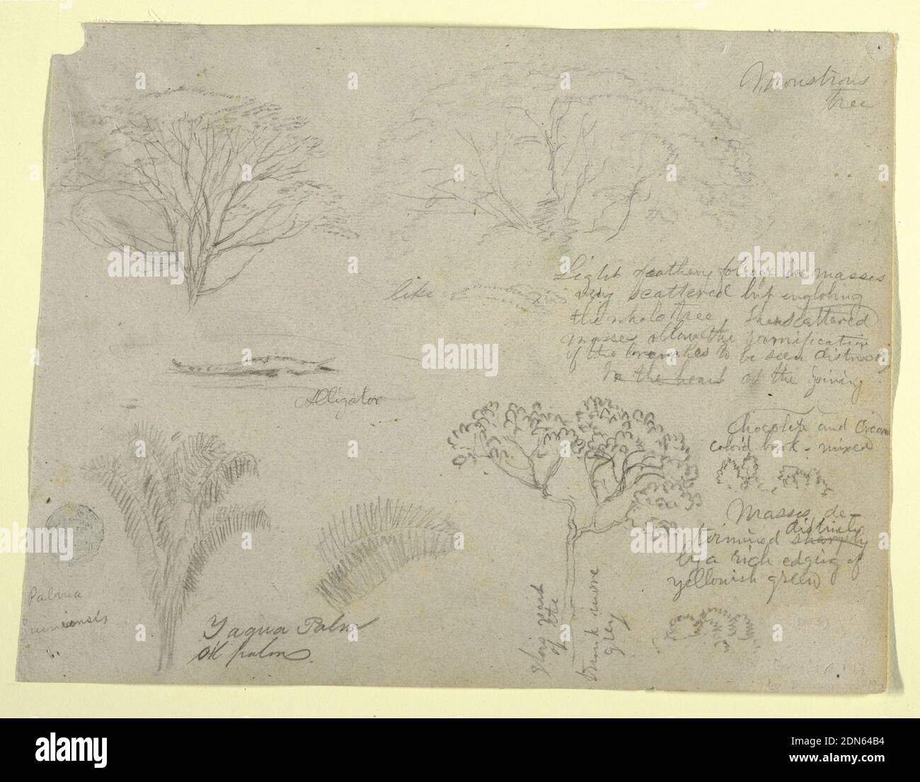 Serie di studi botanici, tra cui un alligatore e un albero mostruoso, visto dal Rio Magdalena, Colombia, Frederic Edwin Church, American, 1826–1900, grafite su carta di wove grigia, vista orizzontale contenente troupe di alberi sulla fila superiore; un alligatore per nuoto al centro sinistra; una cima di palma in basso a sinistra; Un albero al centro inferiore; e dettagli botanici in basso a destra., 1853, studi sulla natura, disegno Foto Stock