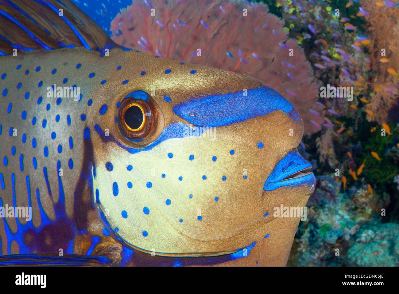 L'estremità anteriore di un bignose unicornfish, naso vlamingii, su una barriera corallina fijiana. Sono anche noti come zebra unicornfish o unicornfish di Vlaming Foto Stock