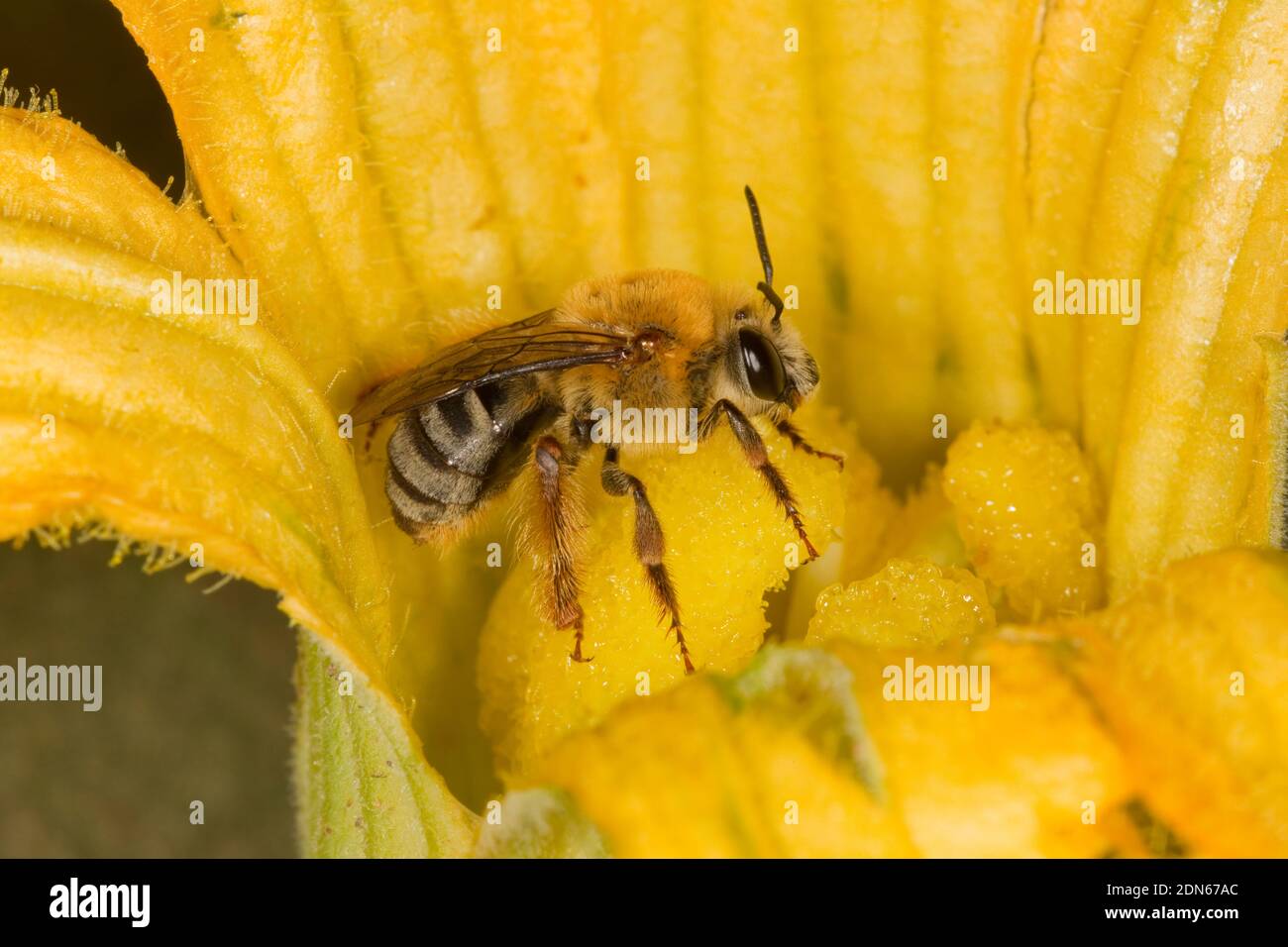 Femmina di ape di zucca, Peponapis sp., Apidae. In fiore di zucca selvatico. Foto Stock