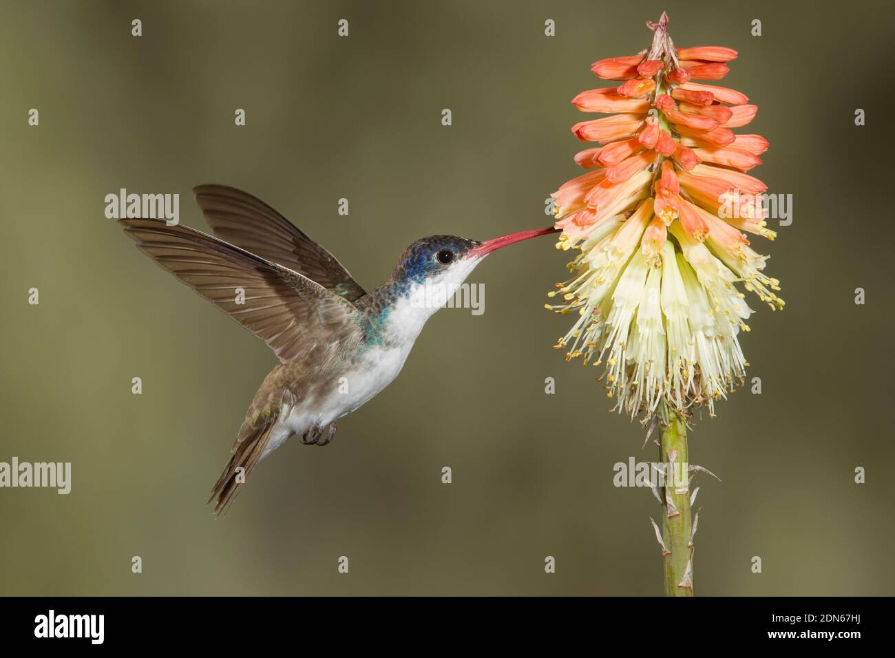 Violetto-coronato Hummingbird maschio, Amazilia violiceps. Nutrirsi al Red Hot Poker Flower, Kniphofia sp., Asphodelaceae. Foto Stock
