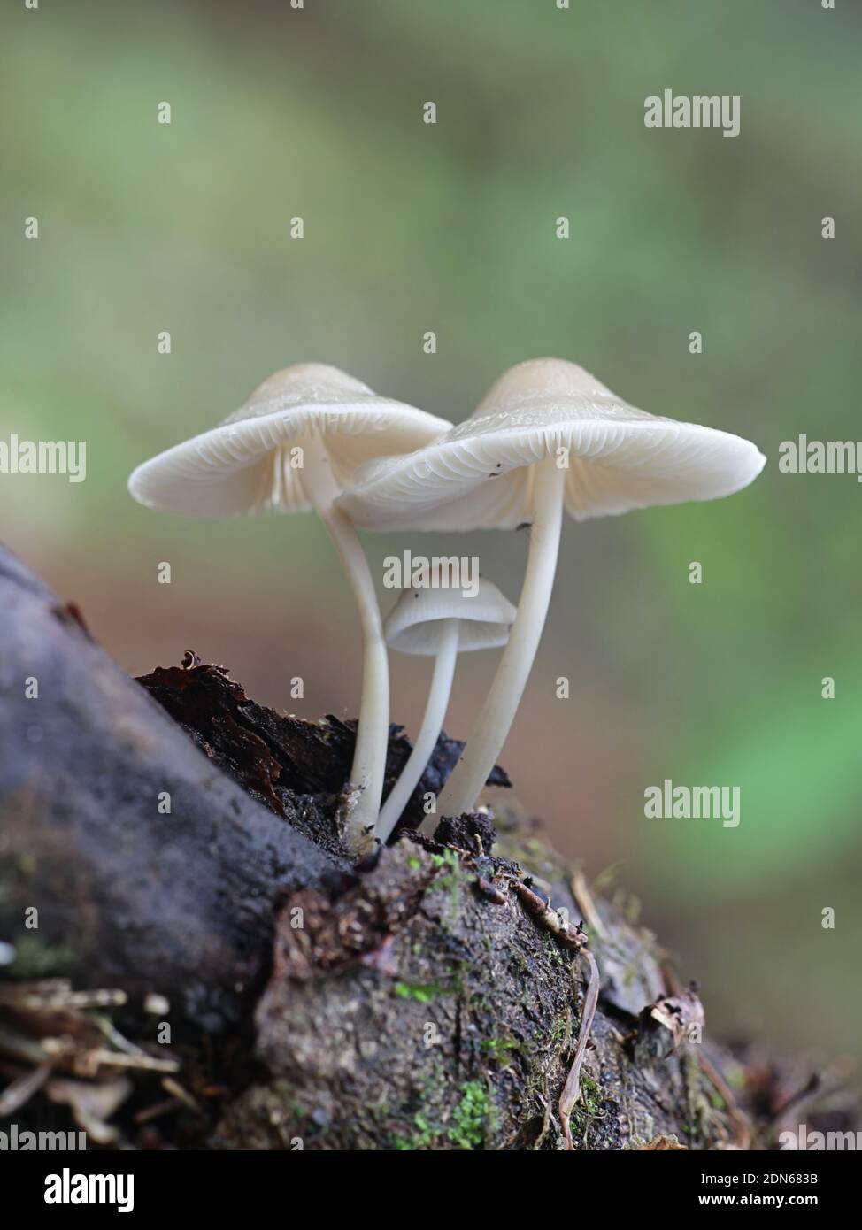 Mycena galericulata, conosciuta come il cofano comune o la punta micena, fungo selvatico finlandese Foto Stock