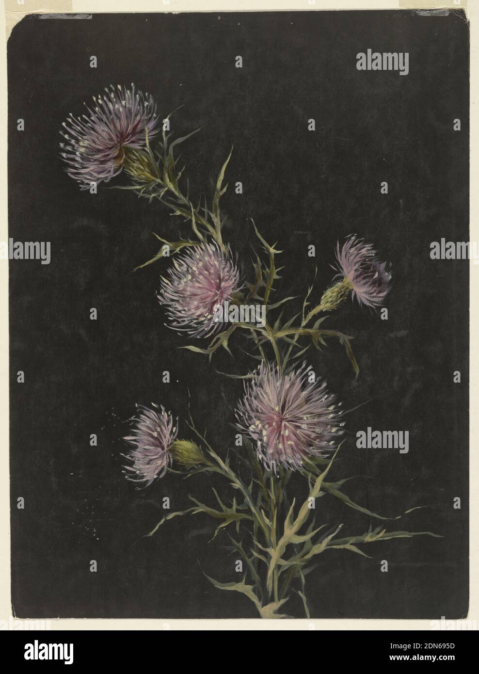 Studio dei thistles, Sophia L. Crownfield, (americano, 1862–1929), pennello e olio su carta nera, foglio verticale raffigurante un gambo di thistles con cinque fiori e foglie., USA, ca. 1890, studi sulla natura, disegno Foto Stock