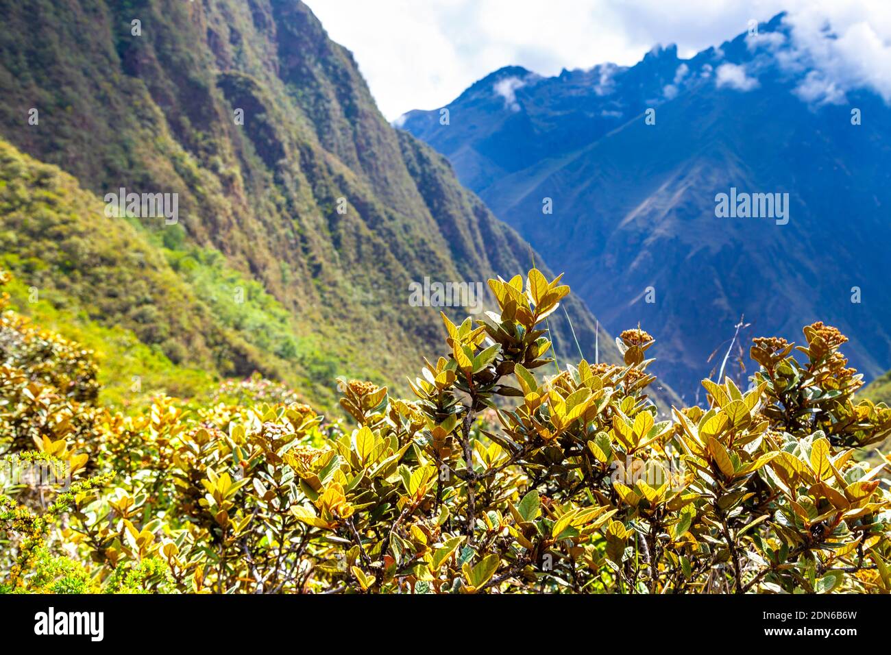 Vegetazione e montagne avvolte nelle nuvole lungo il sentiero Inca a Machu Picchu, Valle Sacra, Perù Foto Stock