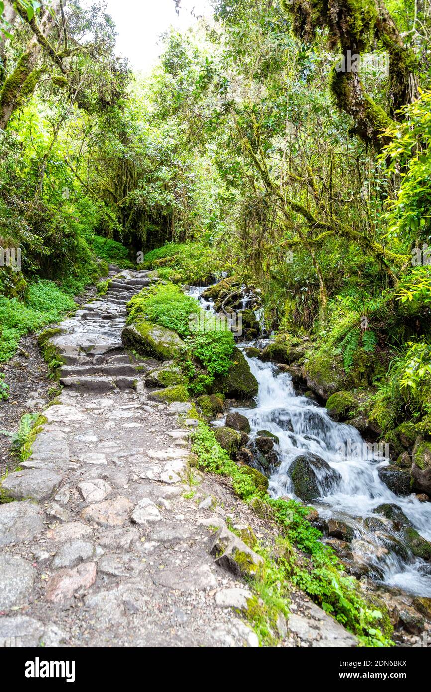Scale di pietra, sentiero e ruscello attraverso il giugolo lungo il cammino Inca a Machu Picchu, Valle Sacra, Perù Foto Stock