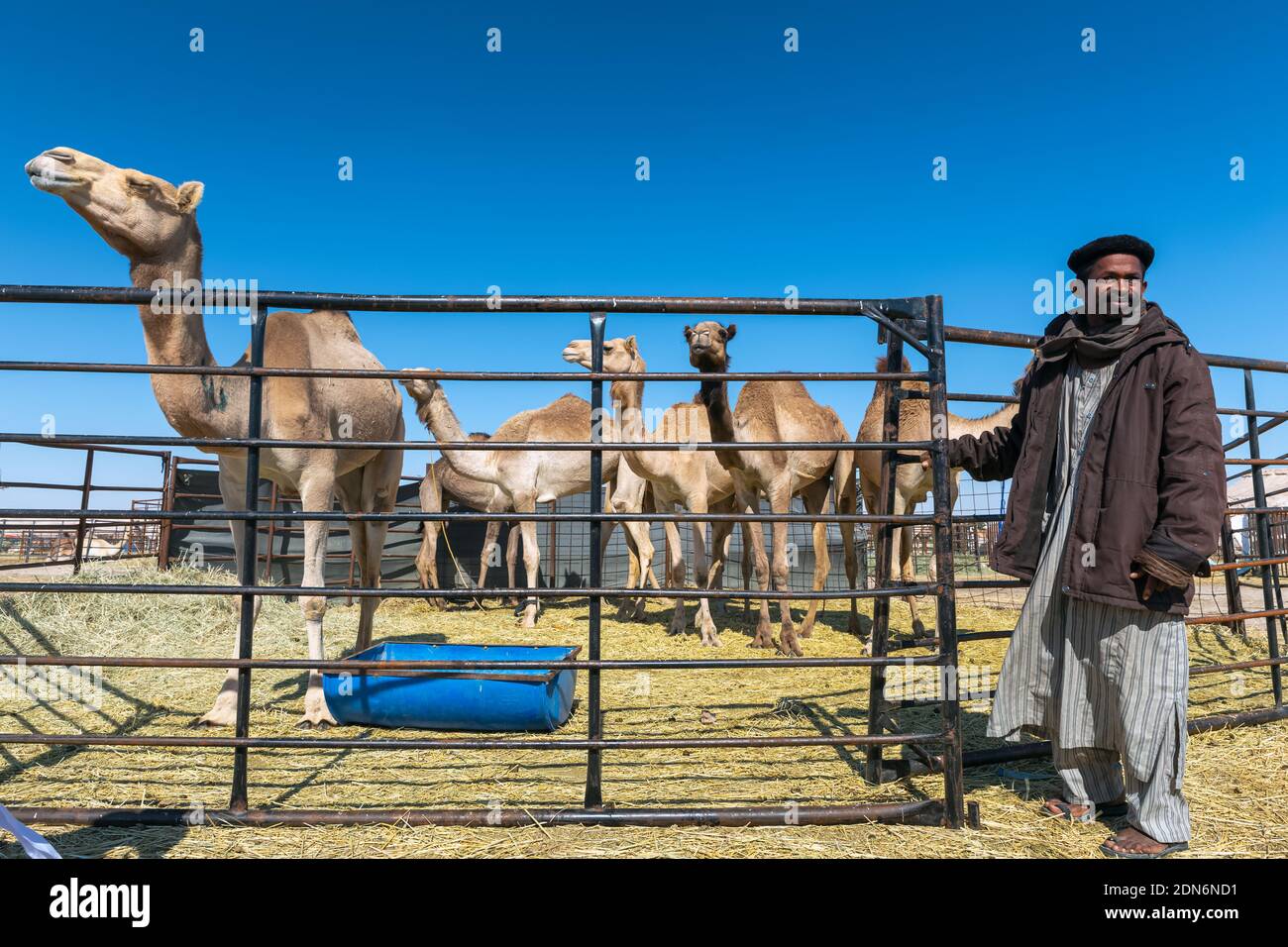 Gruppo di cammelli nel deserto di al-Sarar, ARABIA SAUDITA. Foto Stock