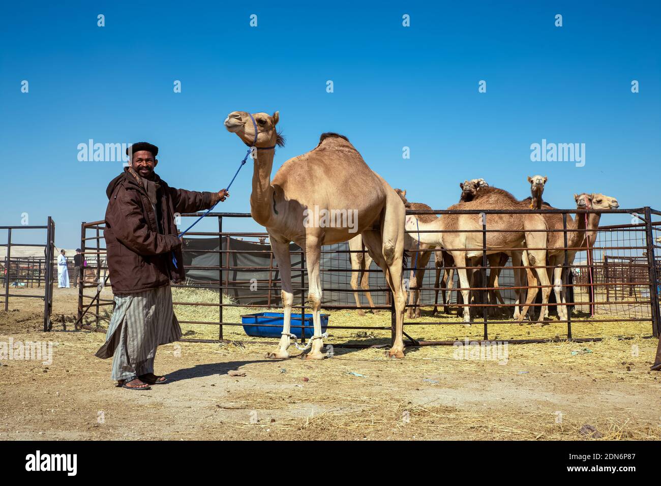 Gruppo di cammelli nel deserto di al-Sarar, ARABIA SAUDITA. Foto Stock