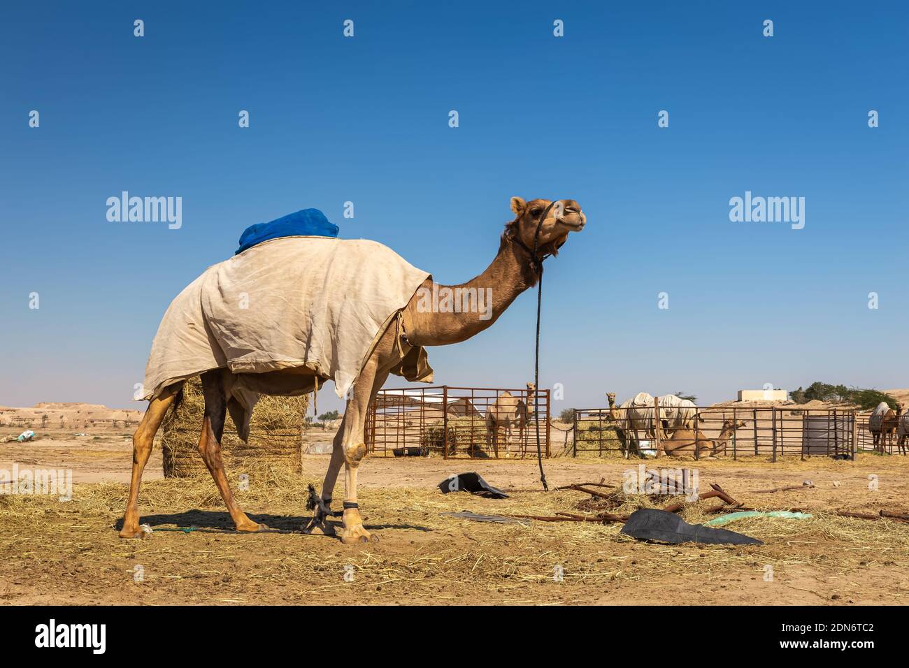 Gruppo di cammelli nel deserto di al-Sarar, ARABIA SAUDITA. Foto Stock