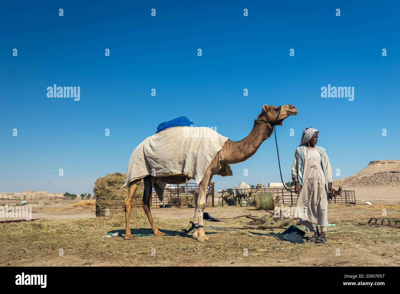 Gruppo di cammelli nel deserto di al-Sarar, ARABIA SAUDITA. Foto Stock