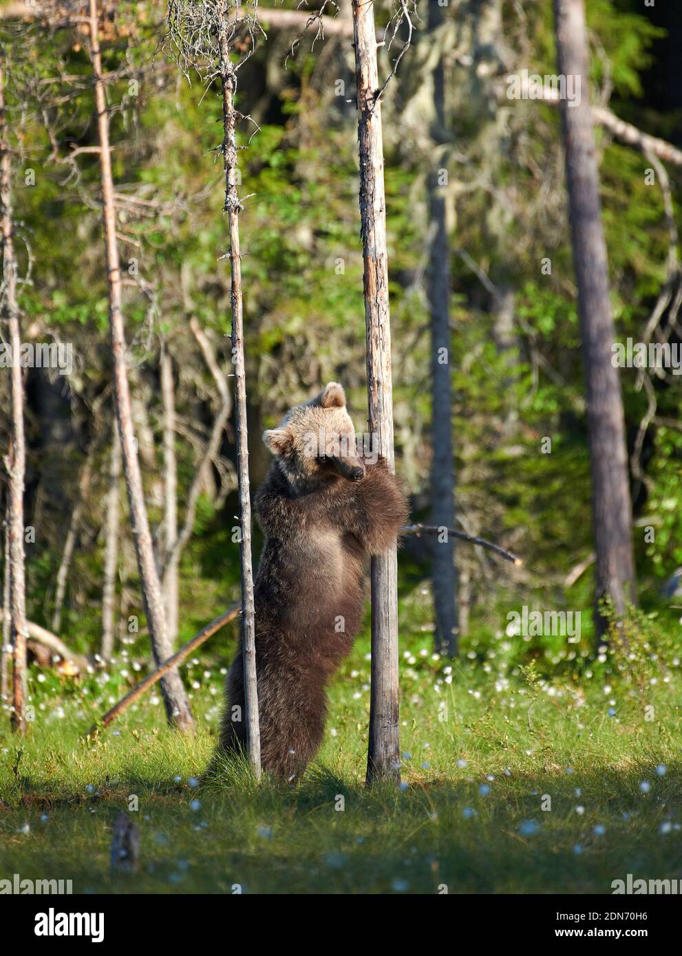 Giovane orso bruno europeo (Ursus arctos) in piedi e abbracciando un albero in palude nella Finlandia nord-orientale alla fine di giugno 2018. Foto Stock